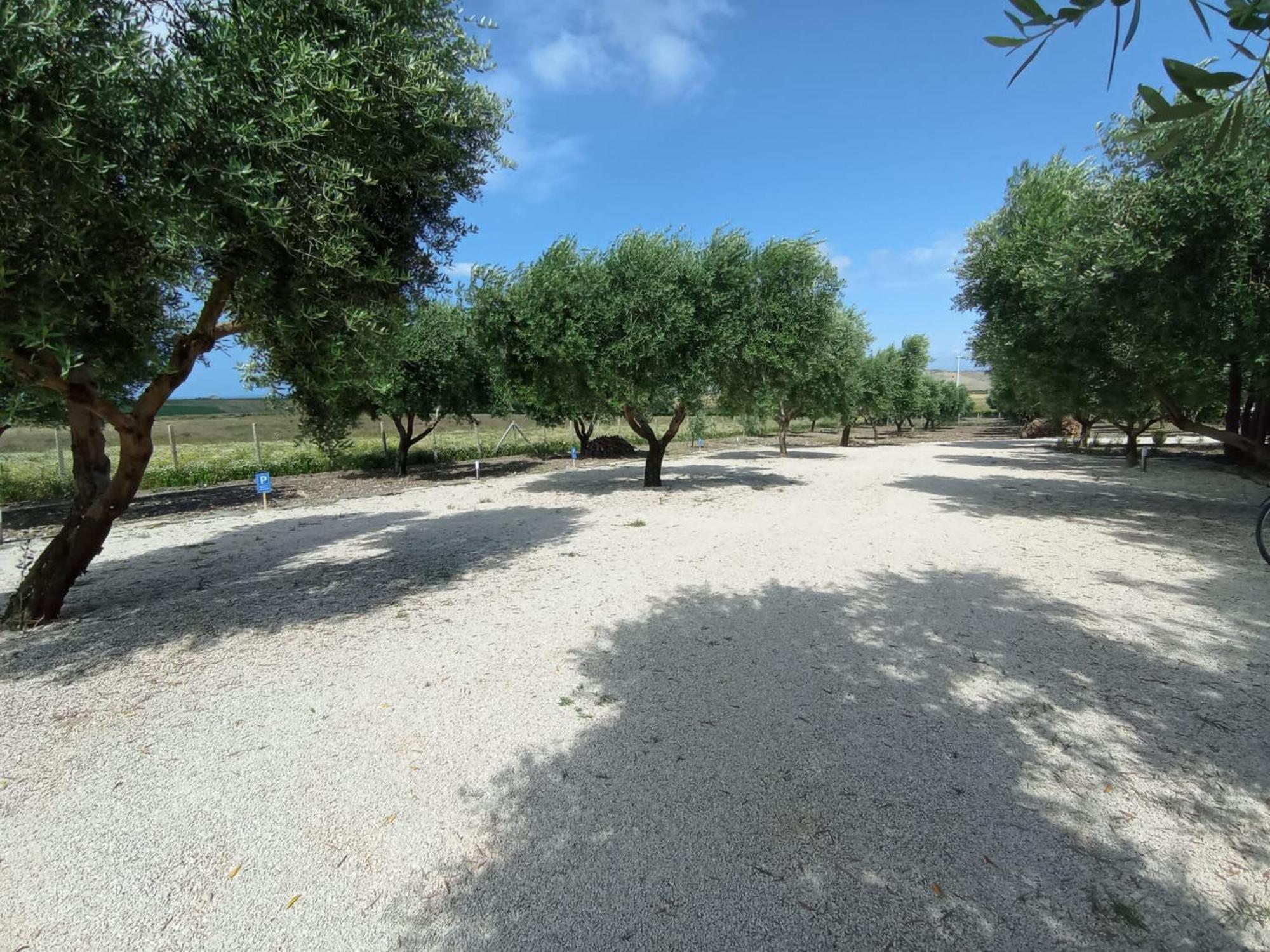 Tenuta Viale Degli Ulivi San Martino in Pensilis Eksteriør billede